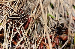 Gebänderte Bodenspringspinne (Phlegra fasciata), Weibchen (21.05.2020, C161373)
