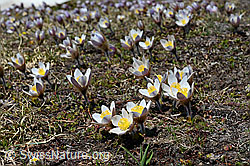 Frühlings-Anemonen (Pulsatilla vernalis) (21.05.2020, C161384)