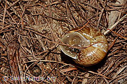 C161447: Baumschnirkelschnecke (Arianta arbustorum)