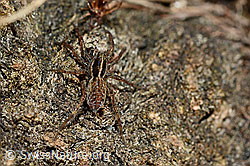 Pardosa monticola (Wolfspinne) (22.05.2020, C161486)