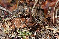 Pardosa monticola (Wolfsspinne) (22.05.2020, C161496)