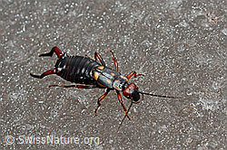 C161528: Zweipunkt-Ohrwurm (Anechura bipunctata)