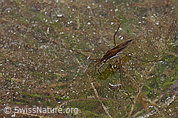 C161530: Wasserläufer (Gerris costae)