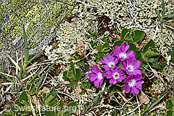 Rote Felsen-Primel (Primula hirsuta) (C161535)