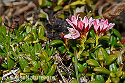 Blühende Alpenazalee (Loiseleuria procumbens) (C161536)