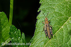 Foto: Wiesengrashüpfer (Chorthippus dorsatus)