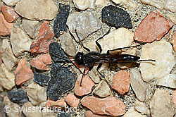 Gemeine Sandwespe (Ammophila sabulosa) (22.05.2020, C161594)