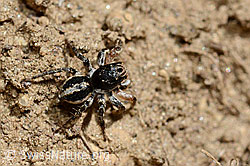 V-Fleck-Springspinne (Aelurillus v-insignitus), Männchen (C161829) V-Fleck-Springspinne (Aelurillus v-insignitus), Männchen (C161829)