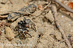 V-Fleck-Springspinne, Männchen (Aelurillus v-insignitus) (24.05.2020, C161831)