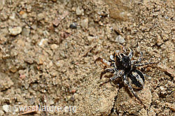 V-Fleck-Springspinne, Männchen (Aelurillus v-insignitus) (C161835) V-Fleck-Springspinne, Männchen (Aelurillus v-insignitus) (C161835)
