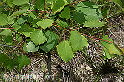 C161921: Espe (Populus tremula) mit Eigelege