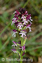 Schwärzliches Knabenkraut (Orchis ustulata) (24.05.2020, C161991)