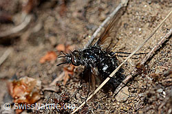 Schwarzer Wollschweber (Bombylius ater) (24.05.2020, C162014)