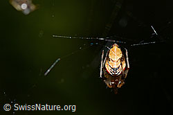 Spinne (C162023)