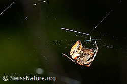 Spinne (24.05.2020, C162026)