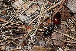 Rossameise (Camponotus cruentatus) (24.05.2020, C162029)
