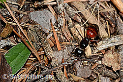 Rossameise (Camponotus cruentatus) (24.05.2020, C162032)