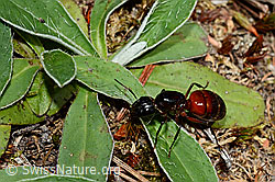 Rossameise (Camponotus cruentatus) (C162035) Rossameise (Camponotus cruentatus) (C162035)