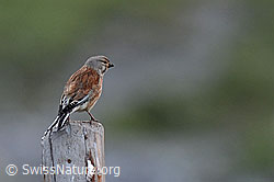 C162264: Schneesperling (Montifringilla nivalis)