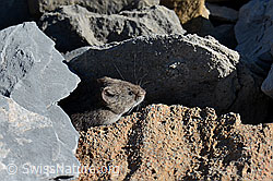 C162282: Schneemaus (Chionomys nivalis)