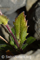 Alpen-Gänsekresse (Arabis alpina) (C162295)