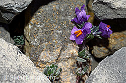 C162304: Alpen-Leinkraut (Linaria alpina)