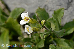 Alpen-Gänsekresse (Arabis alpina) (C162322)