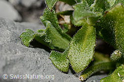 C162323: Alpen-Gänsekresse (Arabis alpina)