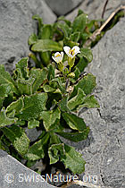 C162324: Alpen-Gänsekresse (Arabis alpina)