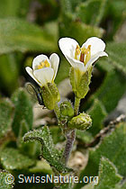C162324a: Alpen-Gänsekresse (Arabis alpina)