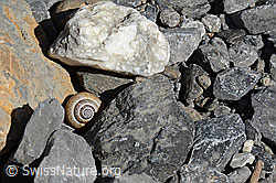 C162350: Gefleckte Schnirkelschnecke (Arianta arbustorum)