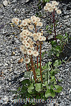 Petasites paradoxus (C162411)