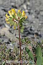 Alpen-Wundklee (Anthyllis vulneraria ssp. alpestris) (C162414)