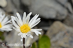 Alpenmasslieb (Aster bellidiastrum) (C162445)