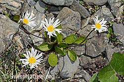 Alpenmasslieb (Aster bellidiastrum) (C162446)
