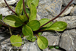 Alpenmasslieb (Aster bellidiastrum) (C162447)