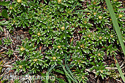 Bewimperter Steinbrech (Saxifraga aizoides) (C162448)