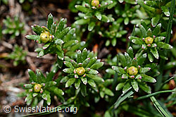 Bewimperter Steinbrech (Saxifraga aizoides) (C162449)