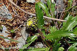 Leucanthemopsis halleri (05.2020, C162451)