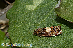 Epiblema sticticana (05.2020, C162465)