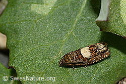 Huflattich-Wickler (Epiblema sticticana) (C162468)