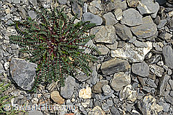 Oxytropis jacquinii (05.2020, C162481)