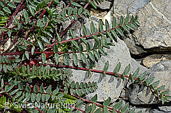 Oxytropis jacquinii (05.2020, C162482)
