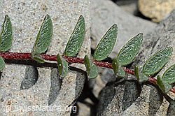 Berg-Spitzkiel (Oxytropis jacquinii) (C162483)
