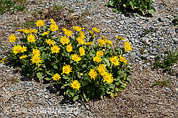 Grossköpfige Gemswurz (Doronicum grandiflorum) (C162494)