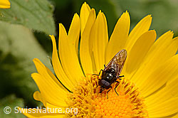 Waffenfliege (Chloromyia formosa) (C162495)