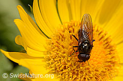 Chloromyia formosa (Waffenfliege) auf Grossköpfiger Gemswurz (Doronicum grandiflorum)