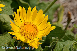 Grossköpfige Gemswurz (Doronicum grandiflorum) (C162502)