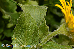 Grossköpfige Gämswurz (Doronicum grandiflorum) (C162503)