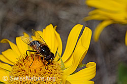 Grossköpfige Gemswurz (Doronicum grandiflorum)